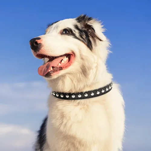 Miniatura 5 de BINGPET Collar de cuero ajustable para perro, collar duradero con tachuelas, con hebilla de metal y anillo en D para perros pequeños, medianos