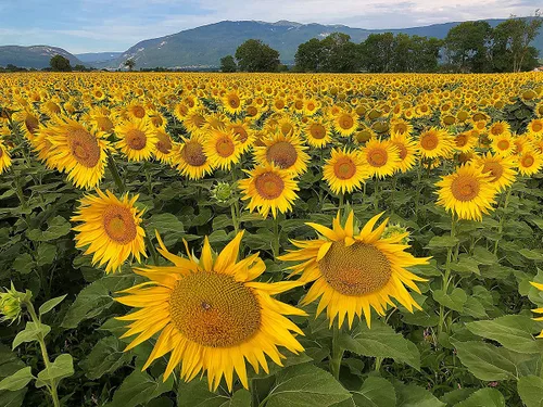 Miniatura 6 de Semillas de girasol orgánicas, sin OMG, sin sal y veganas sin cáscara de granos