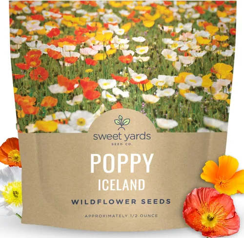 Amapola - Islandia - Paquete grande de 1/2 onza - 75,000 semillas de flores para plantar - Papaver nudicaule