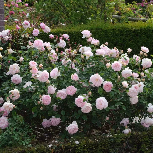 Miniatura 3 de Rosas arbustivas inglesas de reliquia, planta de raíz propia viva para jardín al aire libre, Hermione® suave, muy fragante, zonas de rusticidad