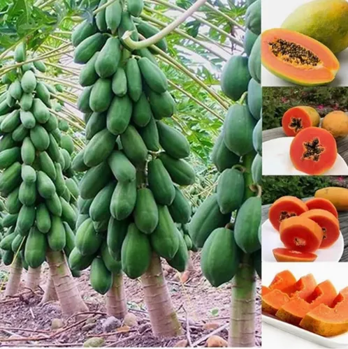 10 semillas de papaya enana para plantar, cultiva tu propio árbol frutal tropical en casa, patio o jardín - Sin OMG, de rápido crecimiento, frutas