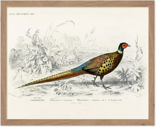 Miniatura 59 de Poster Master Vintage James Audubon Póster - Impresión Retro de Cuervo - Arte de Aves de América - Arte de Aves - Regalo para Hombres, Mujeres