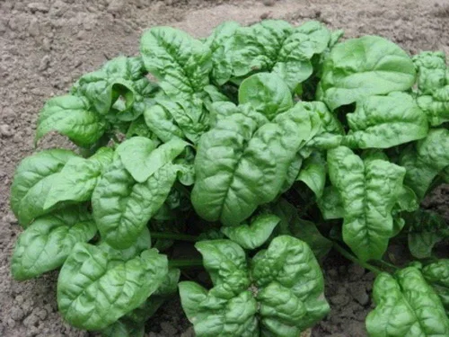 Miniatura 3 de Semillas de espinacas gigantes durante todo el año Verduras tradicionales verdes para plantar semillas sin OMG 300