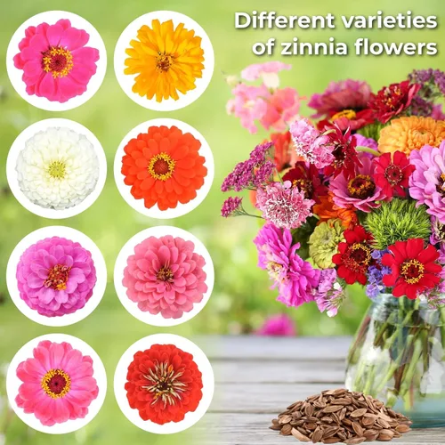 Miniatura 2 de Más de 16000 semillas de flores de Zinnia para mezcla de colores 2026-7+, alta tasa de germinación, perfectas para jardines, mezcla de semillas