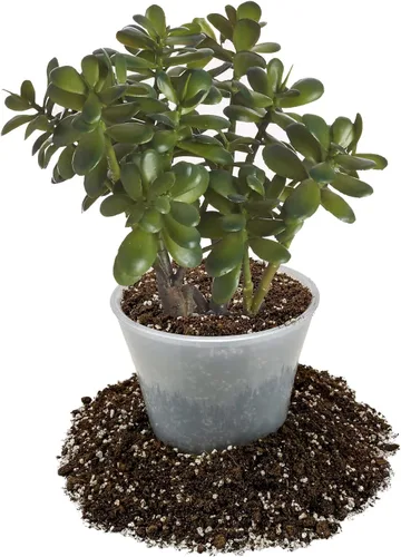Miniatura 2 de GARDENERA Mezcla de tierra para macetas de jade prémium (bolsa de 2 cuartos de galón)