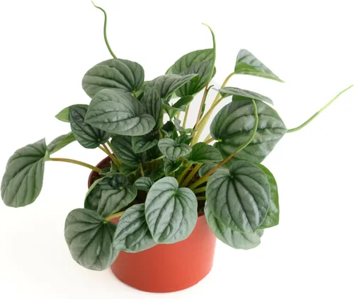 Miniatura 14 de Shop Succulents - Planta colgante Monstera Adansonii, planta de interior viva, planta colgante de queso suizo de fácil cuidado para el hogar