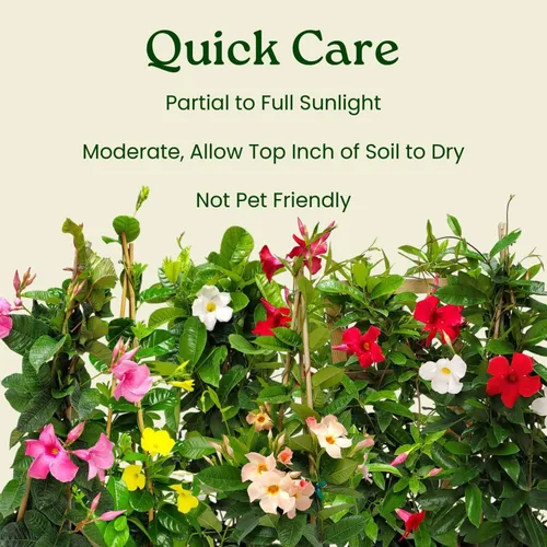 Miniatura 6 de Mandevilla - Planta viva, enrejado, mandevilla de floración gigante roja, Tropical Plants of Florida - Altura total de 36 pulgadas (solo planta)