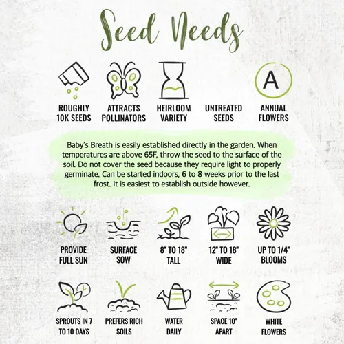 Miniatura 8 de Seed Needs White Baby's Breath Seeds para plantar, reliquia y flores anuales polinizadas abiertas, perfectas para un jardín de mariposas, ramos