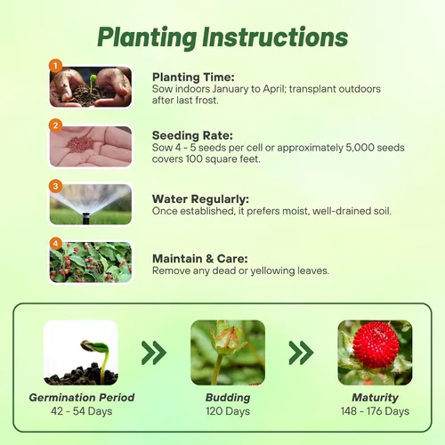 Miniatura 4 de Outsidepride Plantas frutales indias de fresa y cobertura del suelo - 500 semillas