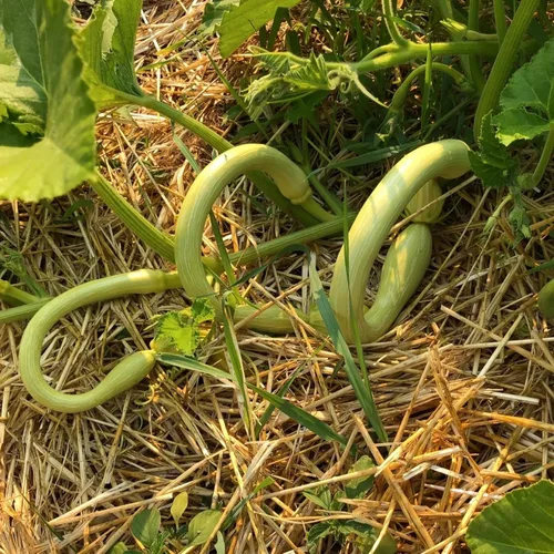 Miniatura 3 de TomorrowSeeds - Semillas de calabaza Tromboncino - Más de 30 unidades - para plantar 2026 Zuchetta Rampicante Trombetta Tromboncino Calabacín