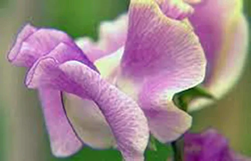 Miniatura 3 de Sweet Pea, 100 semillas recién cosechadas, flor de gran corte
