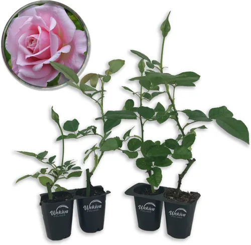 Miniatura 9 de Belinda's Dream Rose Bush - Planta de inicio vivo en una maceta de 2 pulgadas, rosa bellamente fragante de Florida, una belleza versátil con una