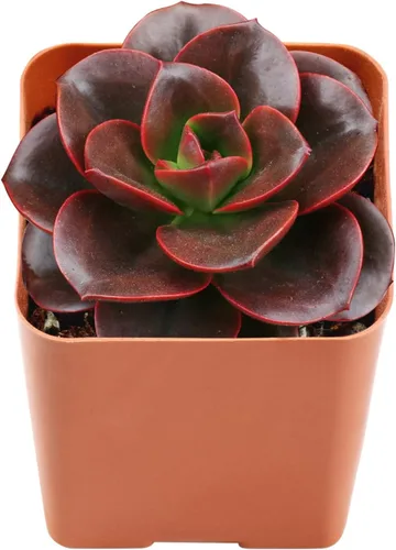 Miniatura 12 de Plantas suculentas vivas de 2 pulgadas, cactus con cono de pino, mini suculentas en maceta, planta de interior de fácil cuidado, regalos únicos
