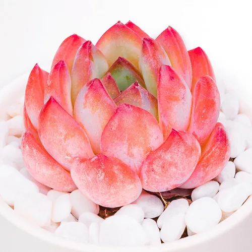 Miniatura 13 de Echeveria Agavoides Romeo - Plantas suculentas vivas raras, planta roja de 1 cabeza de 2.7 pulgadas, raíz desnuda sin tierra para maceta, escritorio