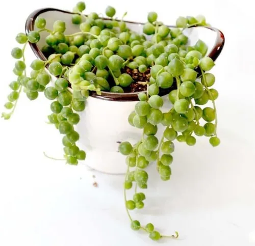 Miniatura 2 de String of Pearls Plant Live, suculenta enredadera de arrastre, planta de interior viva en maceta