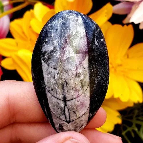 Miniatura 2 de Orthoceras - Espécimen de piedra fósil natural de reiki curativo metafísico de cristal de chakras, juego de 2 piezas, transparente