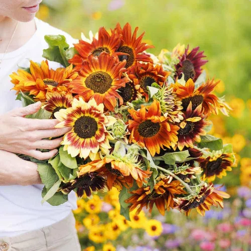 Miniatura 2 de Eden Brothers Semillas de girasol - Autumn Beauty