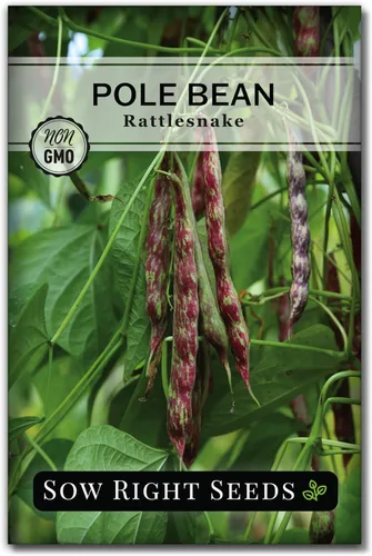 Sow Right Seeds - Semillas de frijol de serpiente de cascabel para plantar - Paquete de reliquia sin OMG con instrucciones para plantar un huerto en