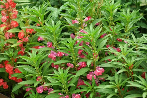 Miniatura 6 de Semillas Balsam Camellia Flowered Mix - Impatiens balsamina - Flores anuales para plantar - Sin OGM
