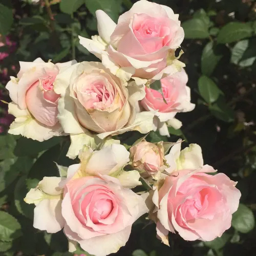 Miniatura 4 de Rosas resistentes de reliquia, planta de raíz propia viva para jardín al aire libre, Hawkeye Belle, muy fragante, zonas de rusticidad: 4-10