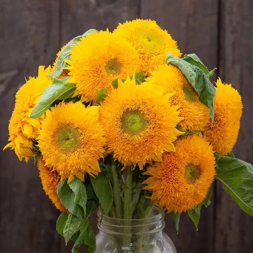 Miniatura 12 de Eden Brothers Semillas de girasol - Autumn Beauty