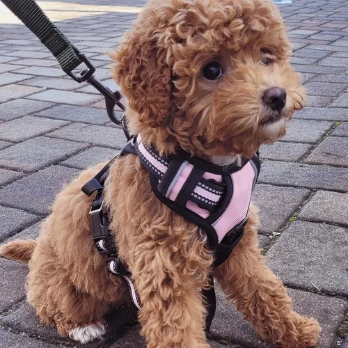 Miniatura 8 de Buddy's Best Arnés para perro, arnés sin tirones para mascotas, con 2 clips para correa, arnés ajustable suave acolchado reflectante de seguridad