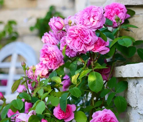 Miniatura 5 de Más de 100 semillas de rosa rosa trepadoras para plantar al aire libre, planta con flores perennes para enrejados, cenadores, bordes de jardín
