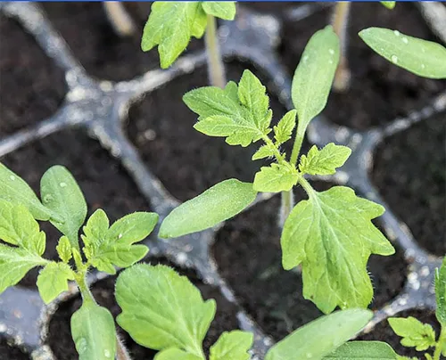 Miniatura 3 de Semillas de tomate San Marzano - Para cultivar deliciosos tomates para salsas, pasta, enlatado
