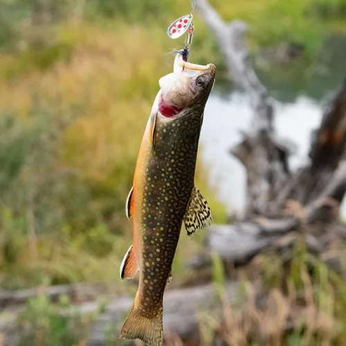 Miniatura 6 de EXAURAFELIS 10/30 piezas Señuelo de pesca Spinnerbait con Ganchos Triples Plumados Señuelos de Cola de Gallo Señuelos de Cuchara para Lubina Salmón