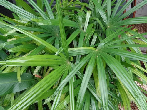 Miniatura 5 de Lady Palm - 5 plantas vivas en macetas de cultivo de 6 pulgadas - Rhapis Excelsa - Hermosa planta de interior de aire limpio para interiores