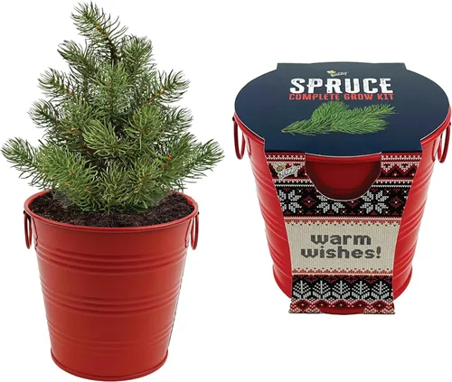 Miniatura 7 de BUZZY Seeds Coleus - Kit de cultivo de plantas de interior, cubo de jardín de metal blanco con semillas de siembra y medio de cultivo, juego