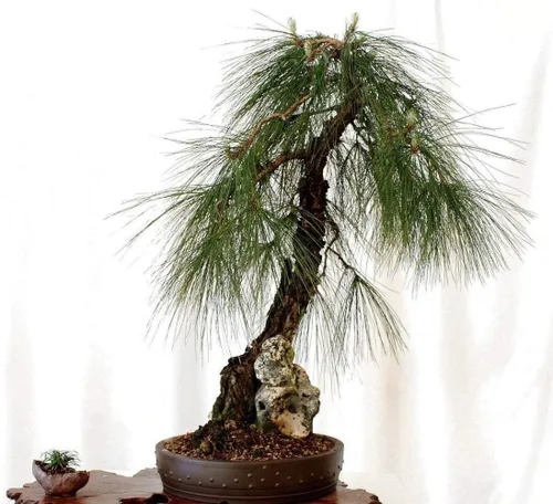 Miniatura 3 de Pino llorón mexicano 60 semillas (Pinus patula) Árbol de hoja perenne de rápido crecimiento - Gran proyecto de bonsái
