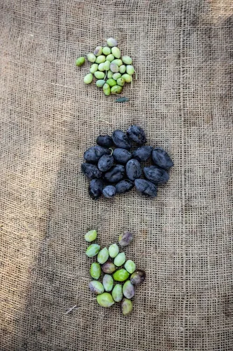 Miniatura 6 de Aceitunas grandes griegas mixtas sin hueso - Aceitunas Kalamata y verdes (Halkidiki) - 13.1 oz - Orgánico - Sin gluten - Sin OMG - Paleo - Keto