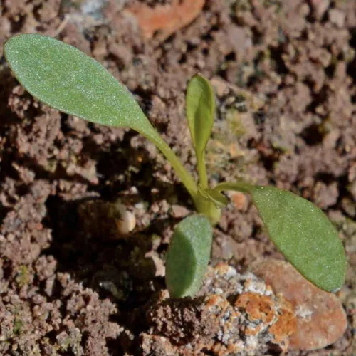 Miniatura 7 de Seed Needs Coreopsis Plains - Semillas para plantar flores amarillas al aire libre, 1 paquete