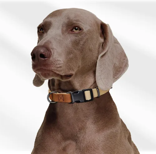 Miniatura 2 de Mile High Life Collares para perros, collares de algodón suave con hebilla de metal pesado, collar clásico para cachorros con puntas de cuero