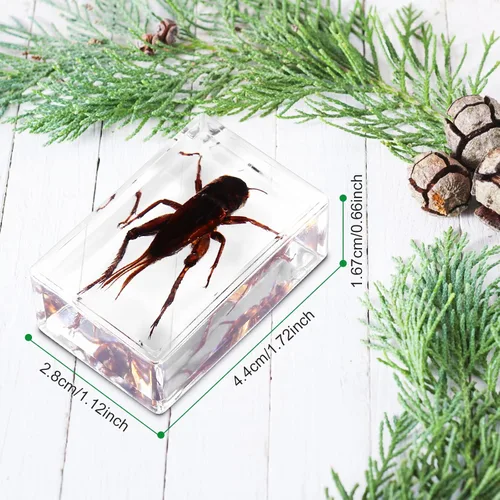Miniatura 3 de Juego de 20 muestras de insectos en resina, colección de insectos, pisapapeles, arácnidos, resina de arácnidos, diferentes tipos o tamaños, insecto