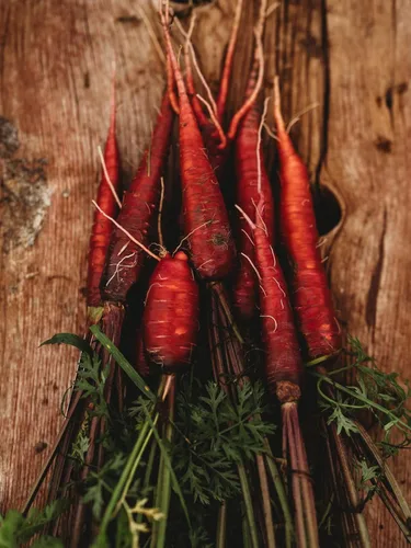 Miniatura 5 de Zanahoria roja dragón – 150 semillas – Variedad rara reliquia y polinizada abierta, semillas de vegetales sin OMG para plantar en interiores