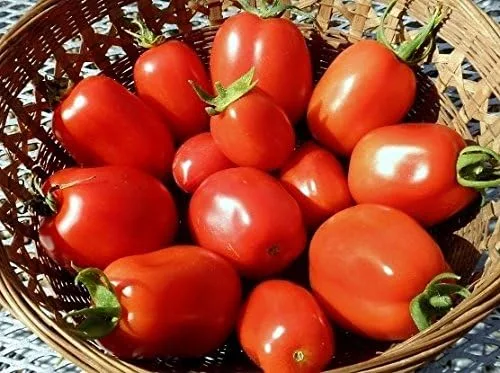 Miniatura 6 de Más de 30 semillas de tomate italiano Roma, reliquia sin OMG, determinadas, polinizadas abiertas, sabor anticuado, suaves, dulces, deliciosas