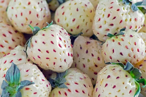 Miniatura 23 de Semillas de huerto para plantar - Cultivar verduras tradicionales (tomate bistec)