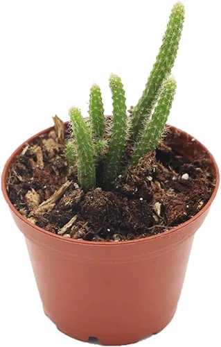 Suculenta de cola de rata - 3" de California Tropicals