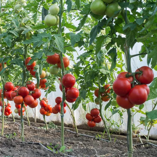 Miniatura 6 de Big A Tomato Fertilizante orgánico prémium con algas marinas de 13.5 onzas para interiores y exteriores, fertilizante para plantas
