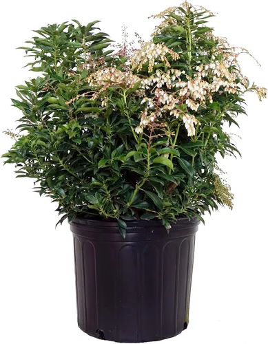 Pieris jap. 'Compacta' (Andrómeda japonesa compacta) Evergreen, #3 - Contenedor de tamaño