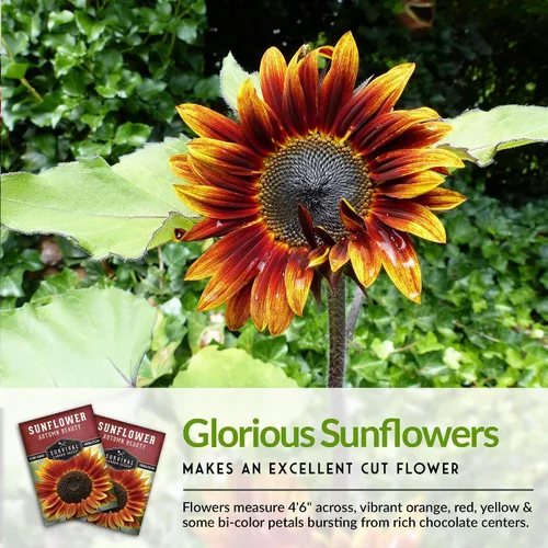 Miniatura 4 de Survival Garden Seeds - Semilla de girasol de Autumn Beauty para plantar - Paquete con instrucciones para plantar y cultivar flores hermosas