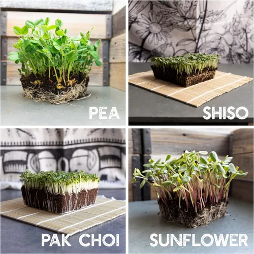 Miniatura 5 de Kit de semillas de microverdes de 12 variedades - Semilla de brócoli para germinado más rábano morado, remolacha, microverdes de girasol, guisantes