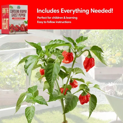 Miniatura 4 de Carolina Reaper Ghost Pepper - Kit de cultivo todo en uno - Semillas de la segadora de Bhut Jolokia, crece los pimientos más calientes, kit