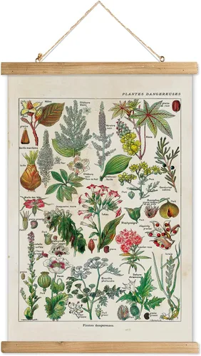 Miniatura 10 de XIAOAIKA Póster Educativo de Vida Silvestre de Seto Británico - Cuadro Ilustrado de la Naturaleza con Marco de Madera - Arte de Pared de Animales