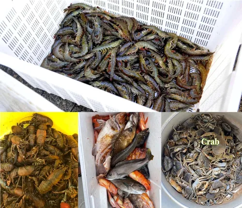 Miniatura 7 de Trampa de pesca plegable de 81cm x 25cm, redes de pesca con 10 agujeros y 10 lados para peces/cangrejos/camarones/cangrejos de río, espacio