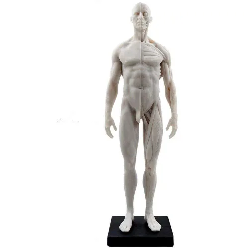 Miniatura 8 de Modelo anatómico musculoesquelético global de cuerpo humano de 11 pulgadas para estudio y enseñanza (hembra)