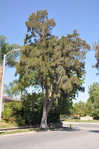Miniatura 7 de Pine Tree Australian River Semillas Premium Casuarina cunninghamiana Plants'® (Semillas premium, 10)
