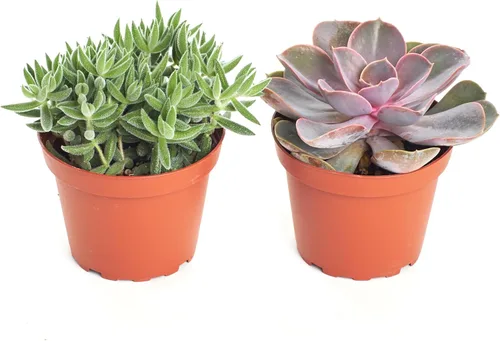Shop Succulents Colección surtida de plantas suculentas, plantas suculentas vivas de 4 pulgadas, bajo mantenimiento, mezcla de colores y texturas,
